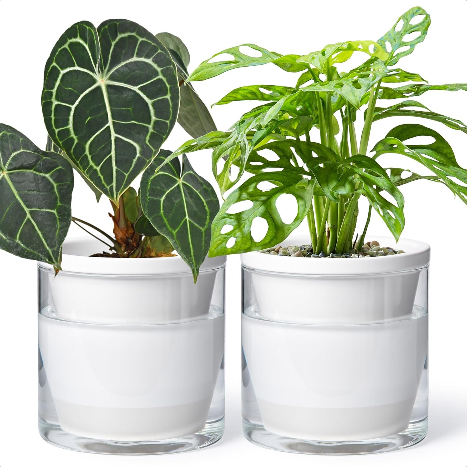 D’vine Dev Self-Watering White Terracotta Planter, 6 in, 2-Pack, 37-Y-B-2 | Terracotta & Glass Design, Clear Water Reservoir, Visible Water Level, Easy Plant Care, Ideal for Busy Plant Lovers