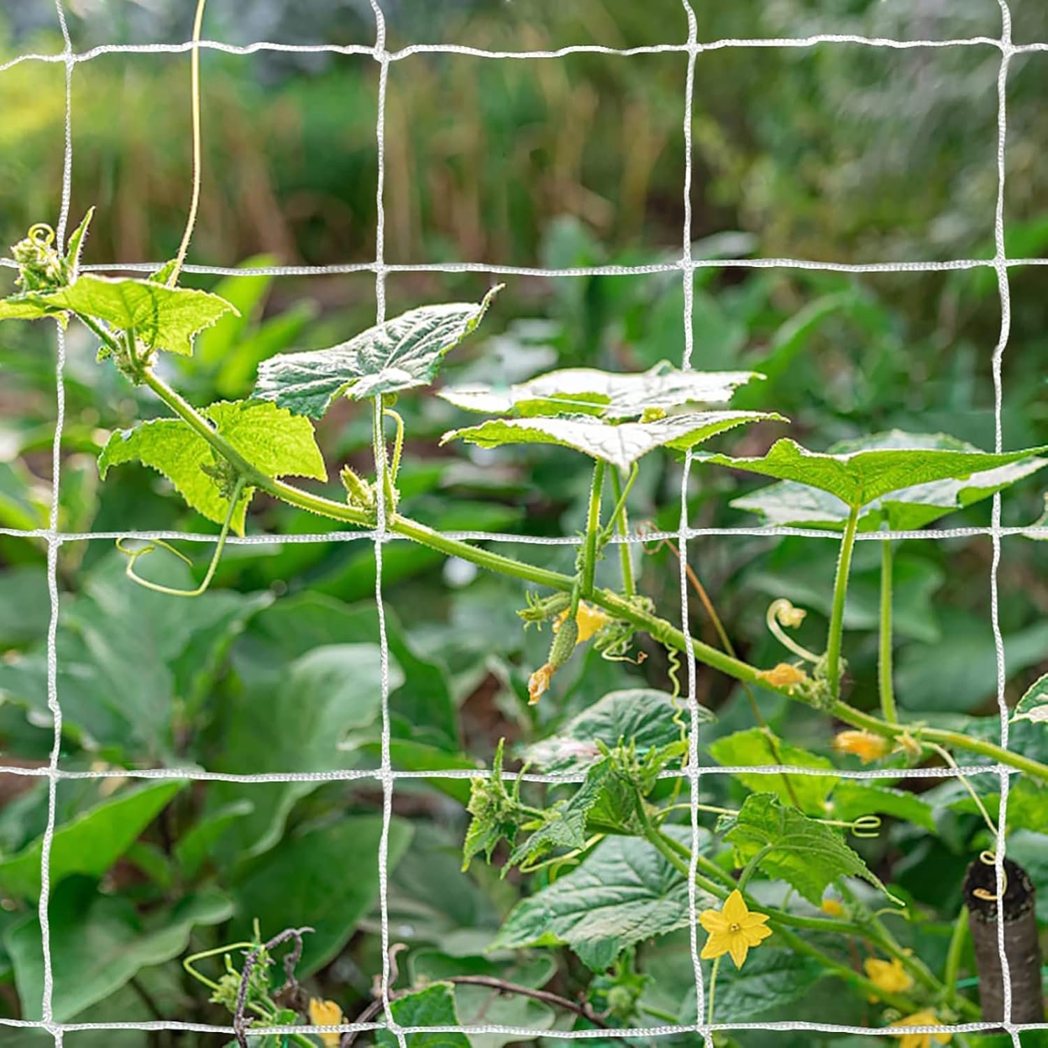 Tcamp Heavy-Duty Polyester Garden Trellis Netting, 5Ft x15Ft (1 Pack) | 3.5″ Opening Mesh Plant Climbing Net for Growing Vines Plants Vegetables Fruits Flowers, White Grow Tent
