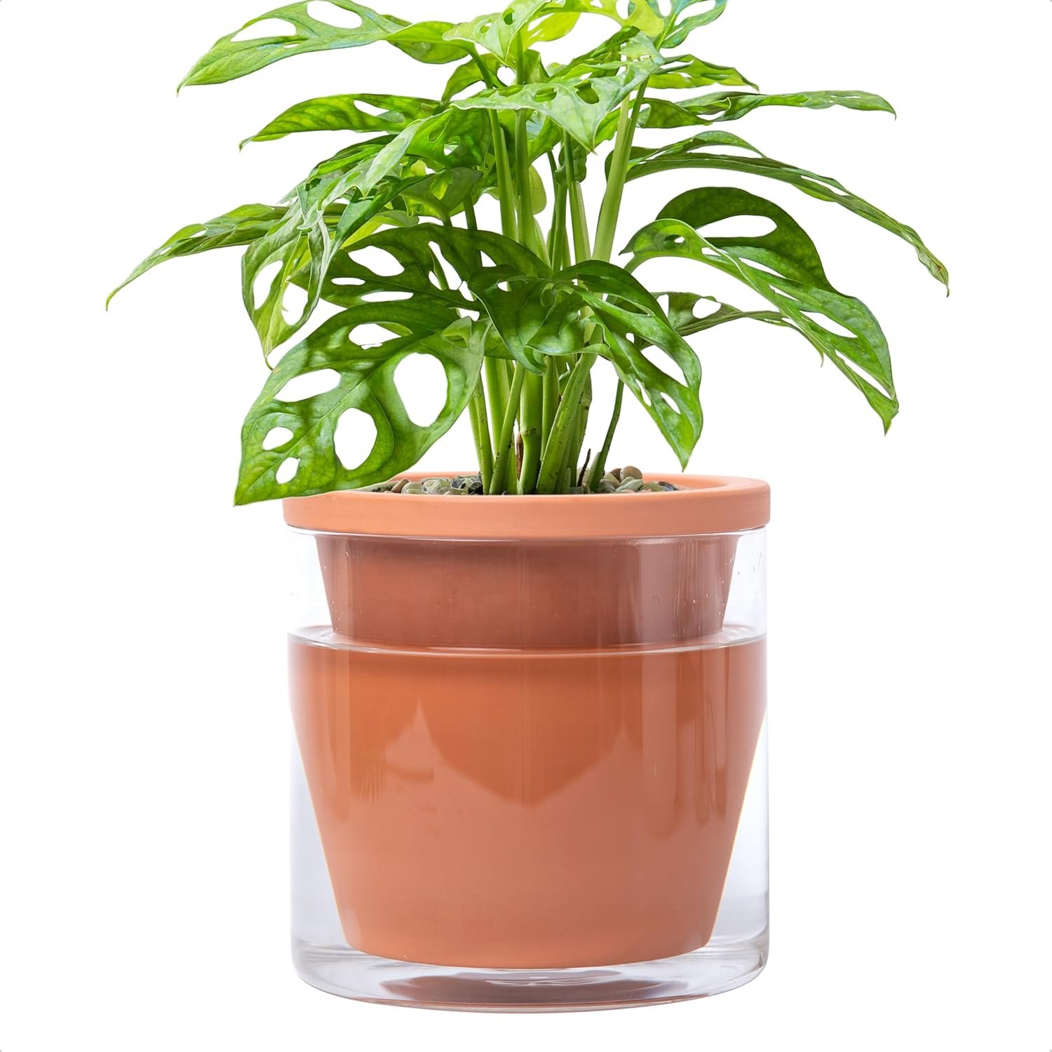 D’vine Dev Self Watering Terracotta Planter Pot, 6 in, 37-X-B-1 | Terracotta & Glass Design, Clear Water Reservoir, Visible Water Level, Easy Plant Care, Ideal for Busy Plant Lovers